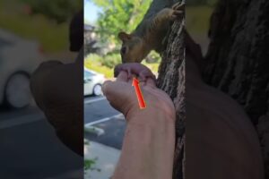Best Animal Rescues #shorts