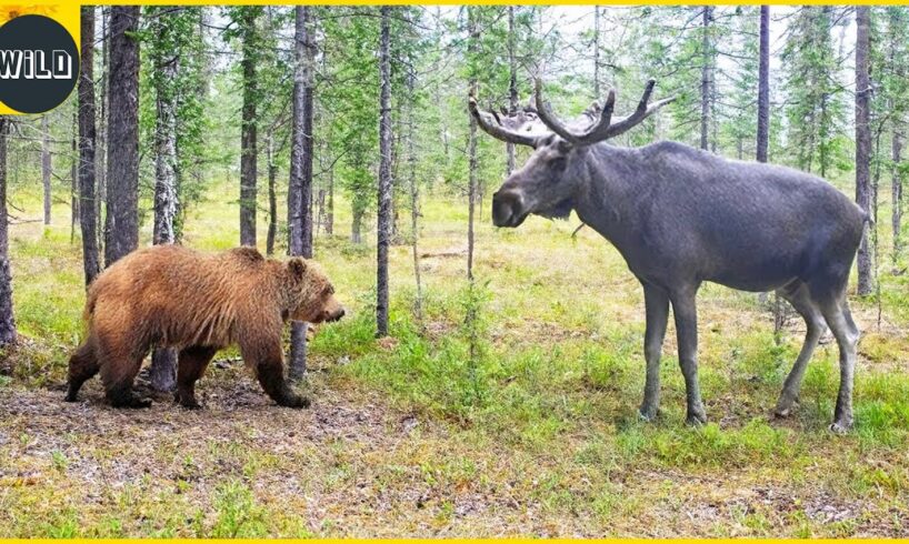 Best Grizzly Bear Fights Caught On Camera | Animal Fights