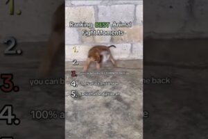 Best Ranked Animal Fight Moments