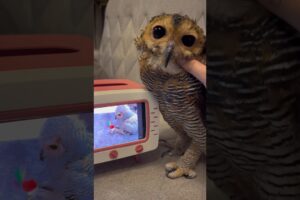 Bibib’s New TV #funnyvideo #animals #owl #funny #pets #cute #funnyanimal #cuteanimals #burunghantu