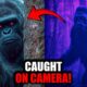 Bigfoot Compilation: Terrifying Evidence Caught on Camera