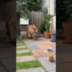 Brave Cat vs Ferocious Tiger 🐯 | Giant Orange Cat Fights to Save Two Kittens#cat #tiger #catman