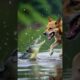 Brave Dog Fights Crocodile to Save His Puppies | Emotional Animal Battle Scene