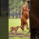 Brave Farmers And Baby Calf Team Work Rescue Cow Trapped By Hunters! #humanity #cow #animals #pets