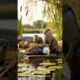 Brave Mother Otter Fights Off Hawk To Save Her Pups! #animals #rescue #wildlife