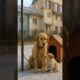 Brave Puppy Rescues Mama Dog from Captivity in the Snow #puppy