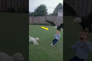 Brave Puppy Saves Baby from Eagle Attack | CCTV Footage 🐶🦅👶#shorts #dogsavesbaby #cctv #animallovers