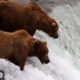Brooks Falls - Katmai National Park, Alaska 2025 powered by EXPLORE.org