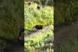 Bull and cow moose playing in creek#moose#hunting#sightseeing