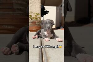 But that 1% 😬😤 #puppy #pitbull #cute #short