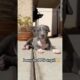 But that 1% 😬😤 #puppy #pitbull #cute #short