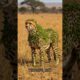 CHEETAH rescue: millions of parasitic grasshoppers attack on cheetah. the rescue team rescued.