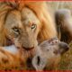 CRAZIEST Animal Fights of All Time Ever Caught On Camera | Animal Fights