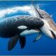 CRAZIEST Killer Whale Attacks Ever Caught On Camera | Animal Fights