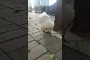 CÚN CON DỄ THƯƠNG #dog #animals #pets #thucung