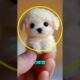 🐶💖 CUTEST PUPS 😍 Top 5 Most Adorable Puppies in the World 🌎🐾 😱 #CuteAnimals