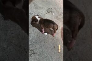 Can anyone tell me why this happening to newborn puppies #animals #love #dog #funny #shorts #wonder