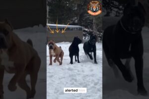 Cane Corso Strategy: How These Dogs Handle Intruders!