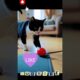 Cat Playing Marbles #shorts #cat #animals #kitty #cute