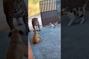Cat Saves Dog From Jaguar — Caught on Security Camera!” 🐈🦮🐆