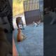 Cat Saves Dog From Jaguar — Caught on Security Camera!” 🐈🦮🐆
