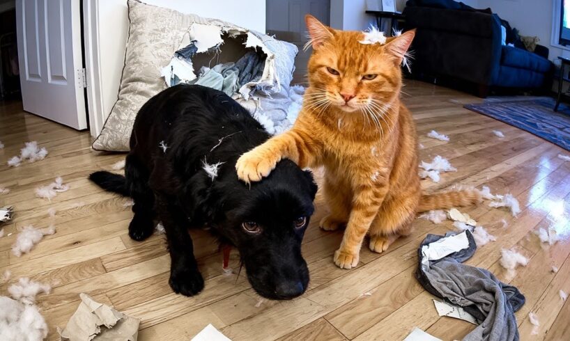 Cats Meet Puppies for the First Time! 😻 Cutest Animal Videos!