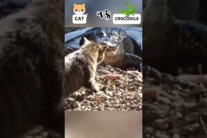 Cats Vs Other Animals! 🐱 #cat #vs #animals #catlover #catvideos #wildanimals #dangerous #cat #shorts