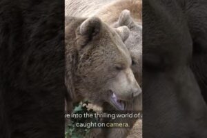Check out these 10 animal fights #wildlife #wildlifeentertainment #animals #wildanimals
