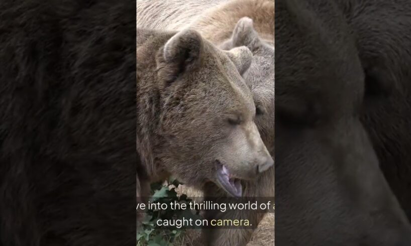Check out these 10 animal fights #wildlife #wildlifeentertainment #animals #wildanimals