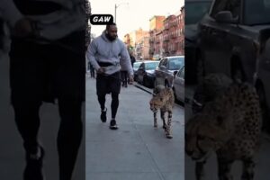 š±Cheetah vs Stray Cat: Urban Street Fight Chaos! Owner Loses Control Completely!"š„µ#gepard #wildlife