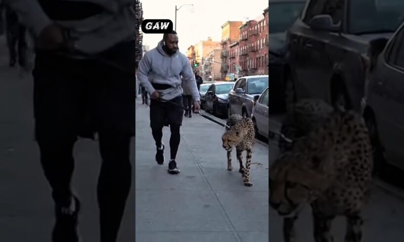 😱Cheetah vs Stray Cat: Urban Street Fight Chaos! Owner Loses Control Completely!"🥵#gepard #wildlife