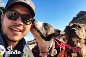 Como sorprender a tus perros con un viaje sorpresa | El Dodo