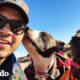 Como sorprender a tus perros con un viaje sorpresa | El Dodo