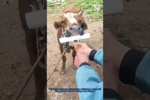 Cow Lifesaver: Rope Magnet Fishing in Stomach!#animal rescue