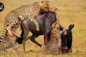 Craziest Cheetah Attack Ever Caught On Camera | Animal Fights