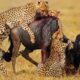 Craziest Cheetah Attack Ever Caught On Camera | Animal Fights