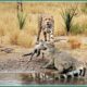Craziest Crocodile Attacks Ever Caught On Camera | Animal Fights
