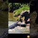 Crocodile Attacks Baby Elephant | Mother’s Brave Rescue 🐘🐊😱 #youtubeshorts #animals #shorts #viral