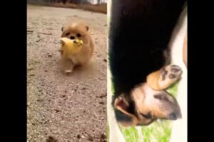 Cún con dễ thương #dog #cute #pets