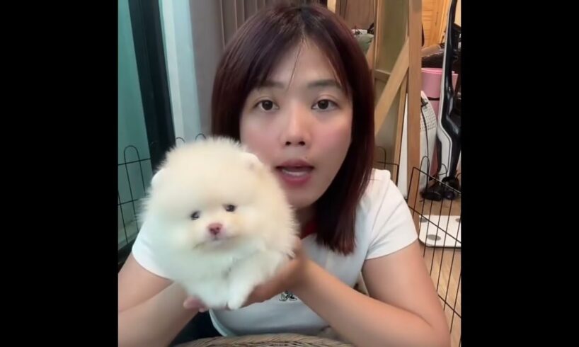 Cute Dog Collection, The World’s Cutest Puppies #dog #puppies #puppy #video #cute #cutest