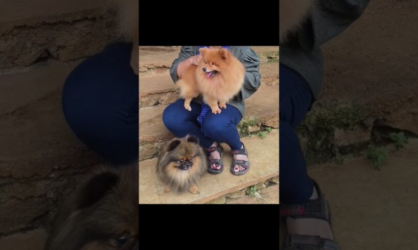 Cute Puppies 🐶 | Adorable Puppy Moments #pets #petlover #puppy #puppies #youtubeshorts #shortsfeed