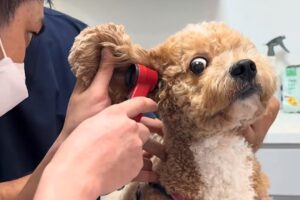 Cute Puppies Are Totally Shocked During The Vet Checkups 🤣 Funniest Dog Reactions!