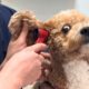 Cute Puppies Are Totally Shocked During The Vet Checkups 🤣 Funniest Dog Reactions!