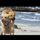 Cute Puppies 🐶 | Cutest & Funniest Puppy Moments 2025 | Try Not To Smile
