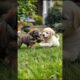 Cute Puppies Funny Playing Video #puppy #cute #cutedog #dog #funny #viral #shorts