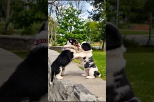 Cute Puppies Funny Playing Video #puppy #cute #dog #pets #funny #trending #shorts