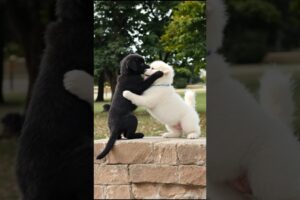 Cute Puppies Funny Playing Video #puppy #cute #pets #funny #dog #viral #shorts