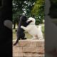 Cute Puppies Funny Playing Video #puppy #cute #pets #funny #dog #viral #shorts