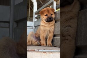 Cute Puppies Funny 🐶🤣#funny #pets #puppies #cute #shortvideo #puppy