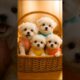 Cute Puppies Photo Session🐶 Adorable Poses❤️